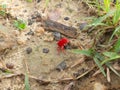 Trombidiidae Rain bugs come out when monsoon starts. Royalty Free Stock Photo